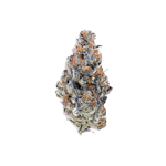 avaay Signature 23/1 MC Mandarin Cookies